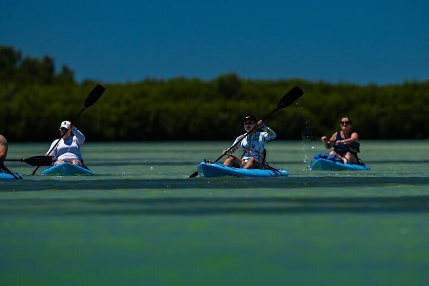 Kayak Tour at Shell Key with Capt Yak