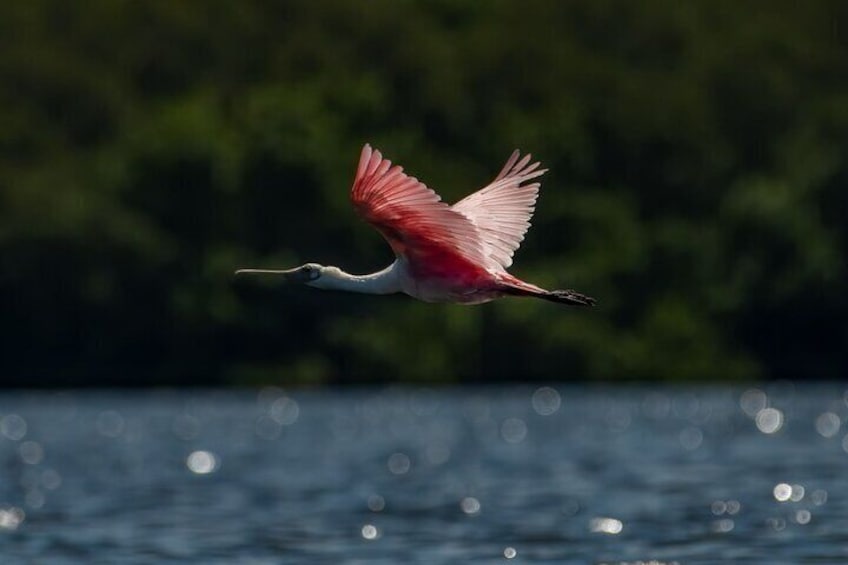 Kayak Tour at Shell Key with Capt Yak