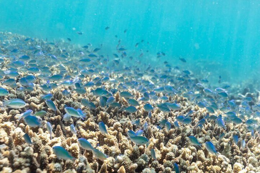 Outer Reef Snorkel Adventure - Marine Life