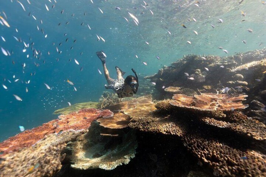 Outer Reef Snorkel Adventure - Coral