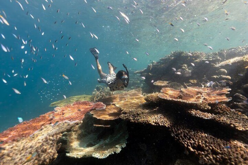 Outer Reef Snorkel Adventure - Coral