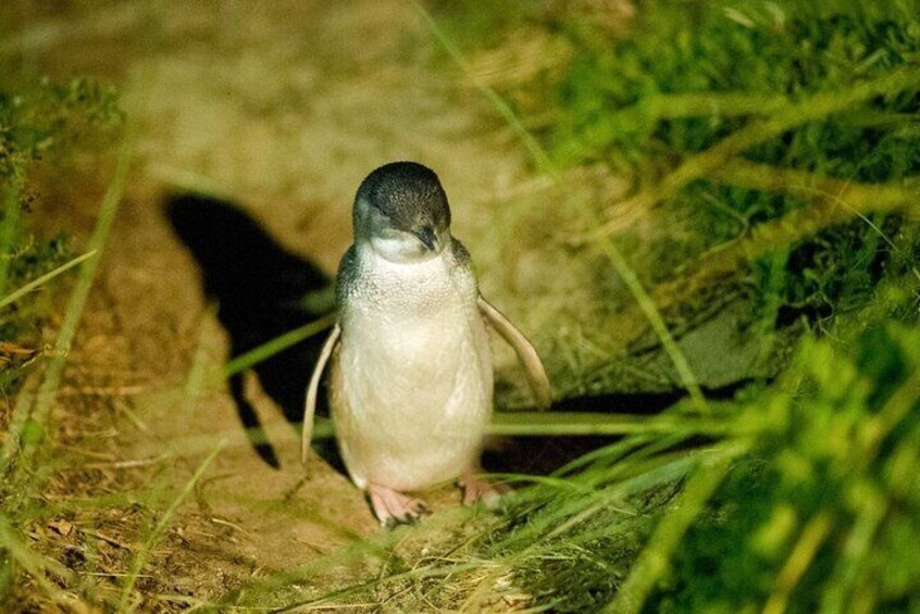 Phillip Island & Penguin Parade Afternoon Eco Tour from Melbourne