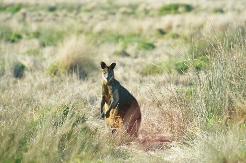 Phillip Island & Penguin Parade Afternoon Eco Tour from Melbourne