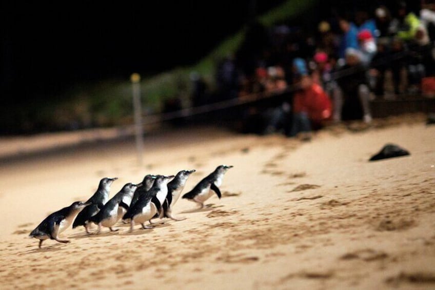 Phillip Island Penguin Parade express tour from Melbourne