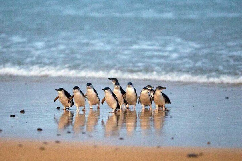 Phillip Island & Penguin Parade Afternoon Eco Tour from Melbourne