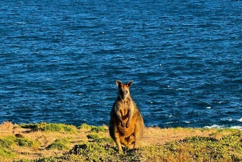 Phillip Island & Penguin Parade Afternoon Eco Tour from Melbourne