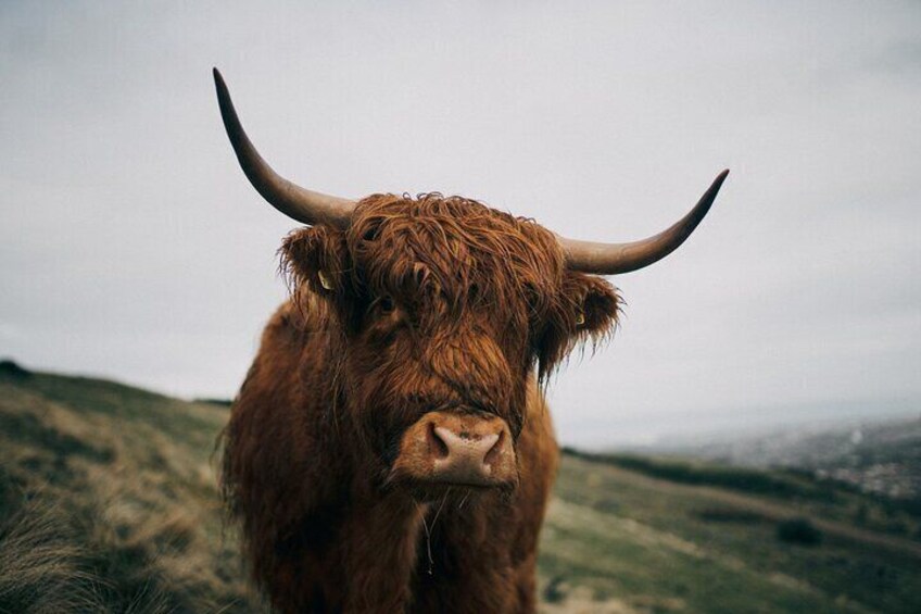 Highland Coo's