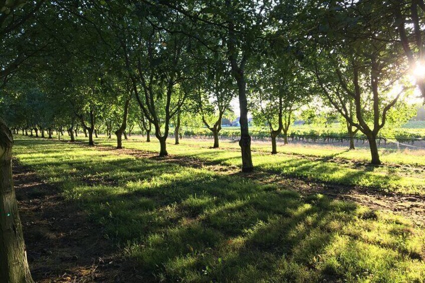 orchard of 2500 walnut trees