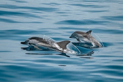 2-Hour Sailboat Watching Dolphins Along the Coast of Sotogrande