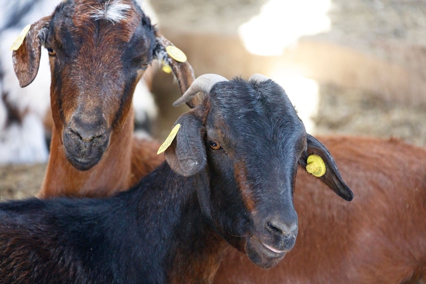 Fuerteventura Villages, Caves and Farm Tour with Lunch
