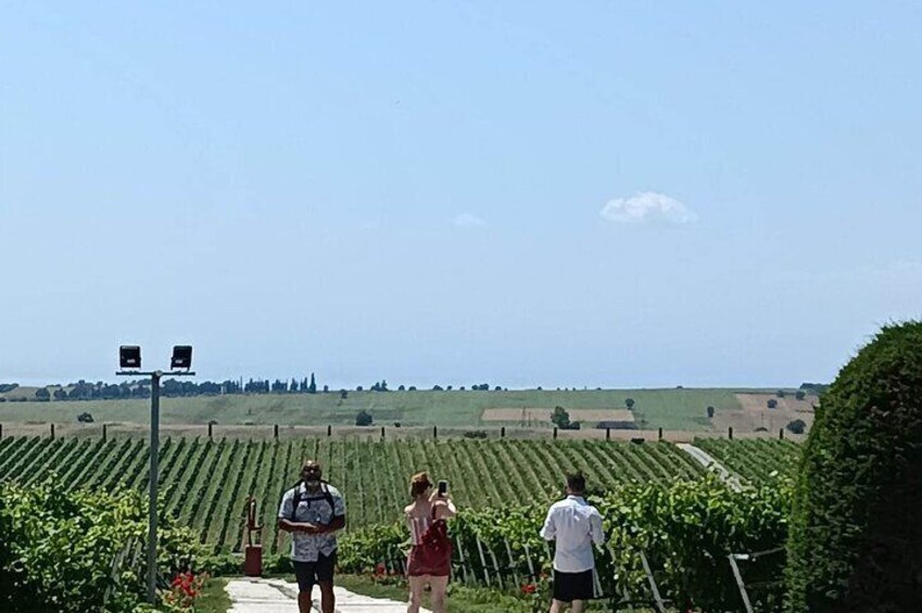 Half-day Wine Tasting Experience from Thessaloniki