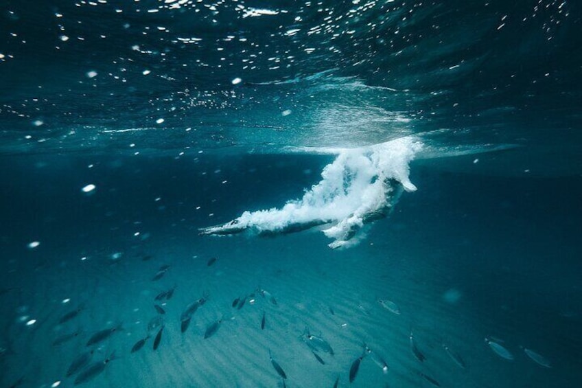 Dive in