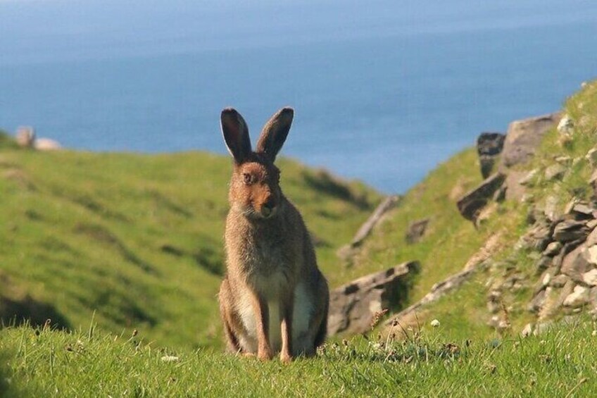Irish hare - Lepus timidus hibernicus - on Great Blasket island