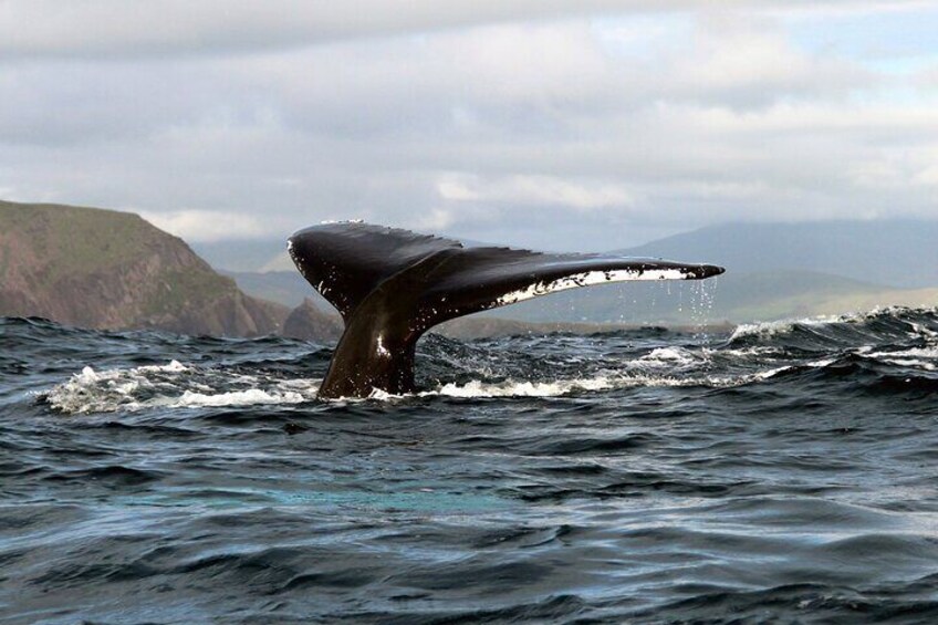 Humpback whale off Sybil Head