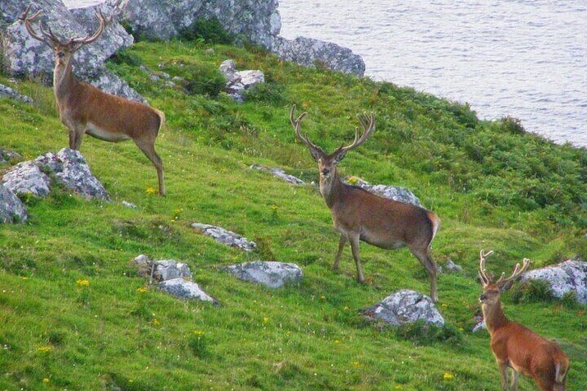 Native Irish red deer on Inishvickillaun