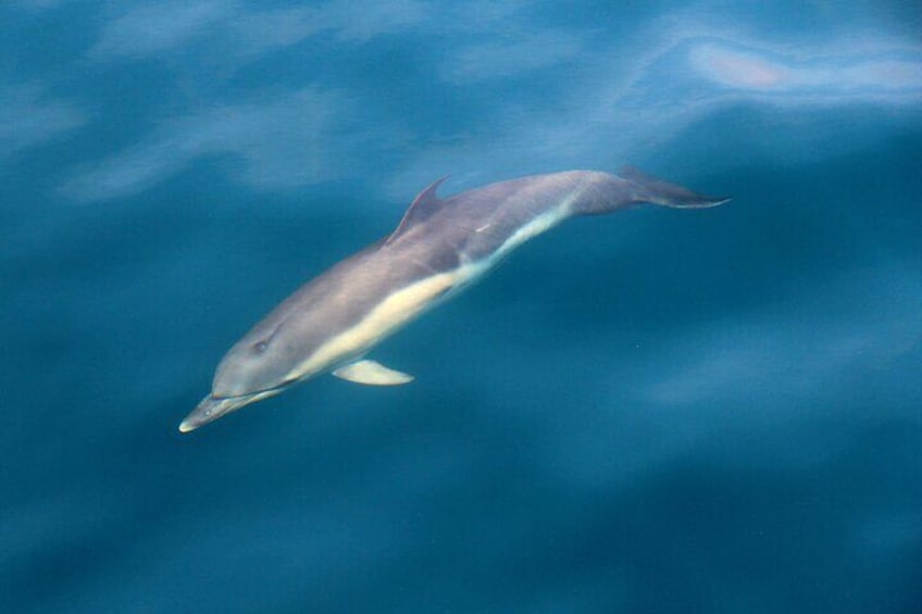 Common dolphin, Dingle Bay