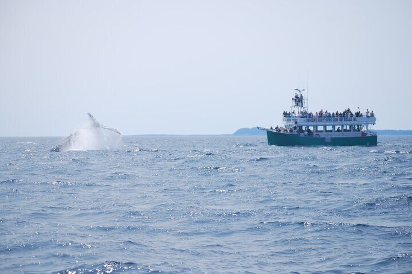 2 Hours Guided Whale and Bird Boat Tour in Bay Bulls