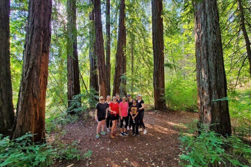 Napa Valley Redwood Hike