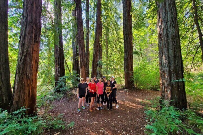 Napa Valley Redwood Hike