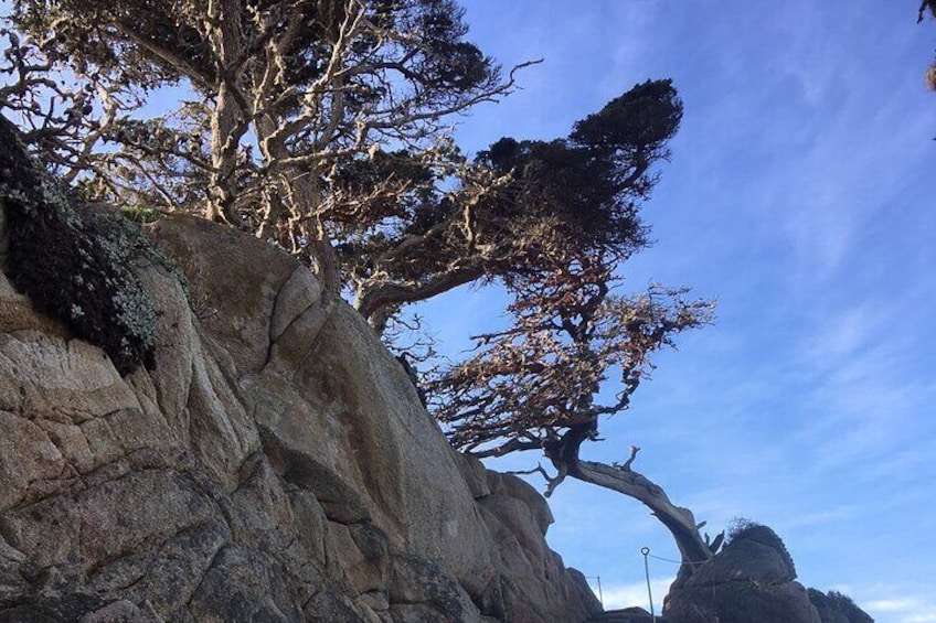 Guided full-day Big Sur hiking adventure with lunch