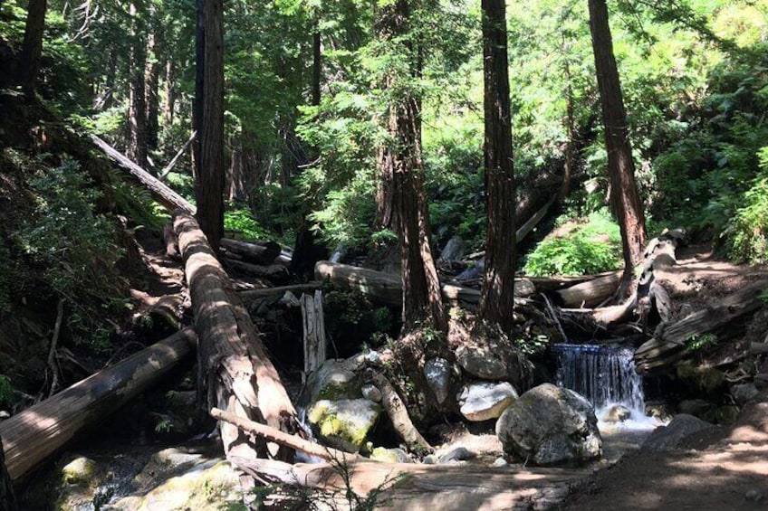 Guided full-day Big Sur hiking adventure with lunch