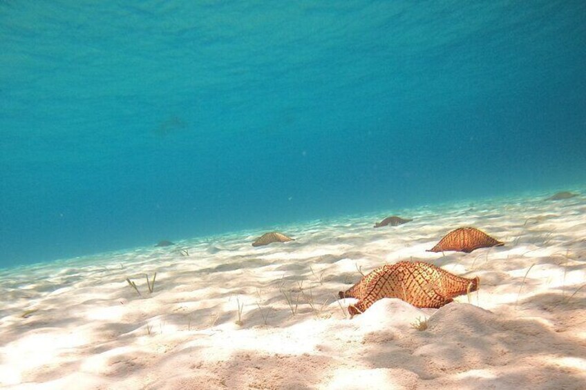 Las Etrellas snorkel area