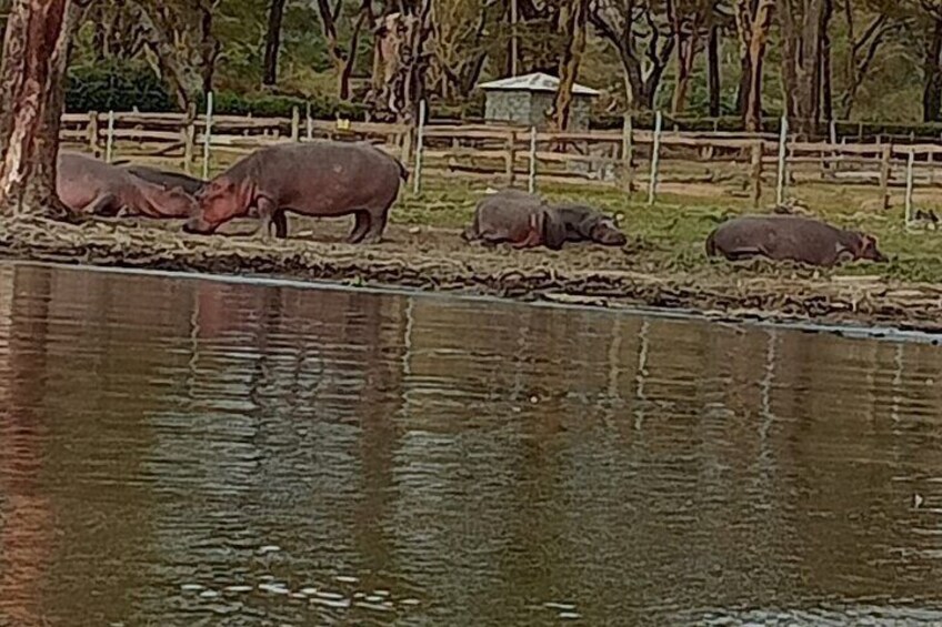 Hippos at lake naivasha