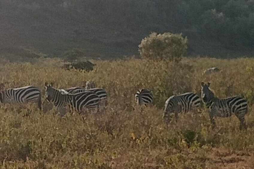 Zebras at Hell's gate