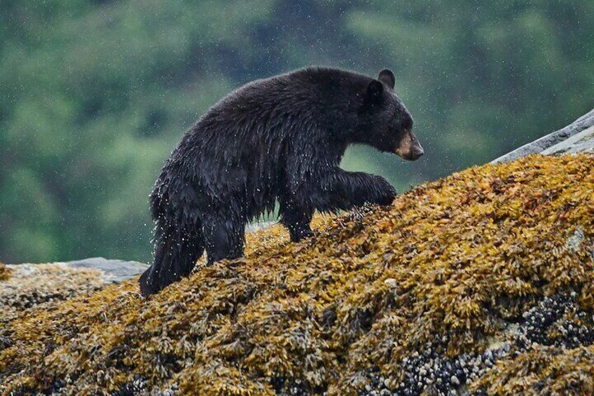 Black Bear spotted in the intertidal zone
