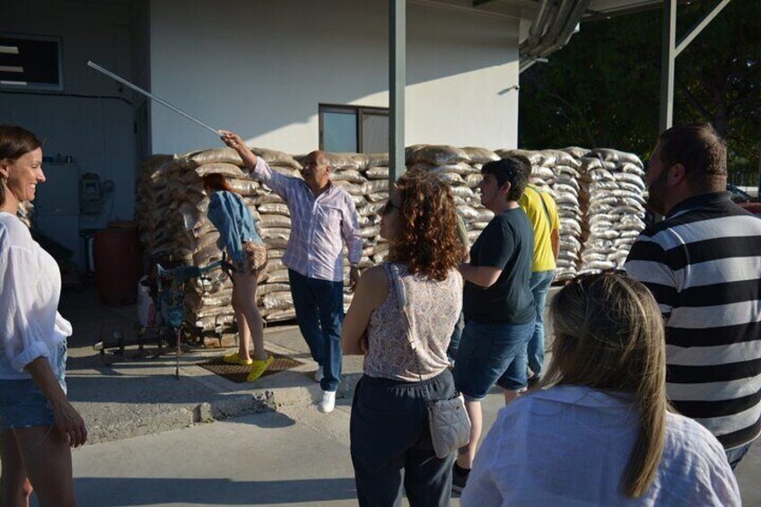 Rhodes: Olive Oil and Olives Tasting in Rhodes-From Tree to Table