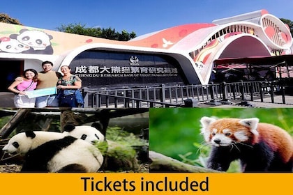 Chengdu Panda Base Half Day Tour