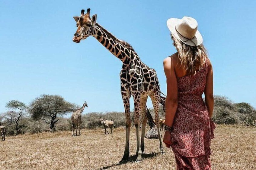 Nature Walk with Giraffes in Mombasa