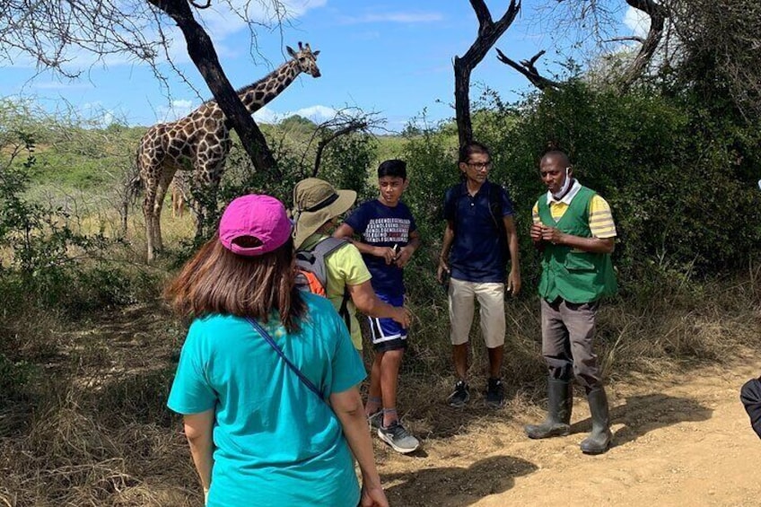Nature Walk with Giraffes in Mombasa