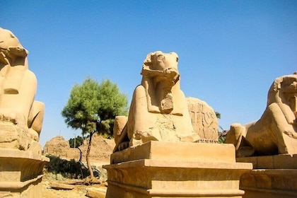 Full Day Guided Group Bus Tour To Luxor From Soma Bay