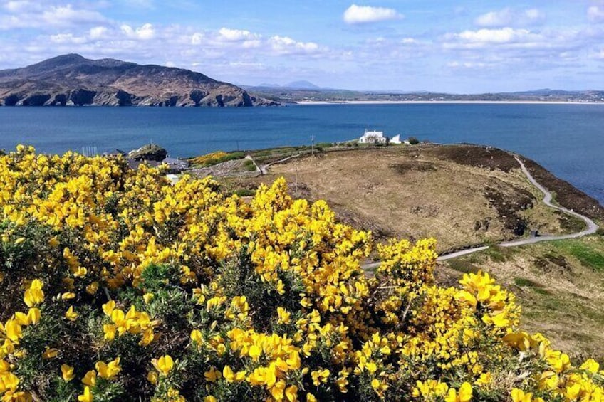 The gorse in flower at the Top Fort, Dunree.