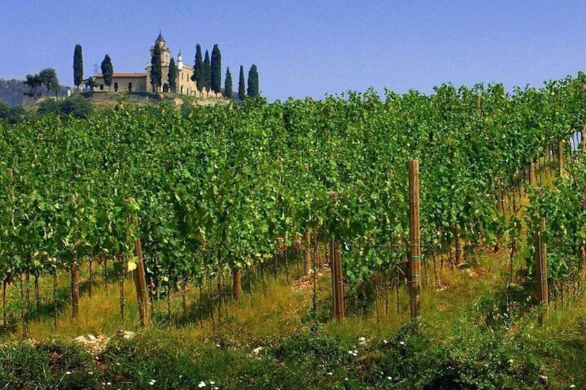 Prosecco wine tour from Venice and Treviso