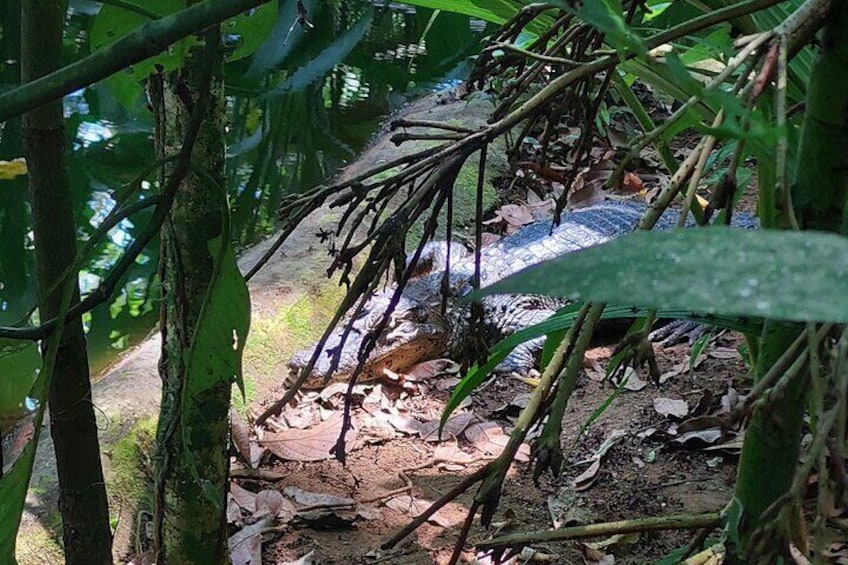Wild and Wonderful: Jaguar Rescue.C. & Punta Uva Forest Walk