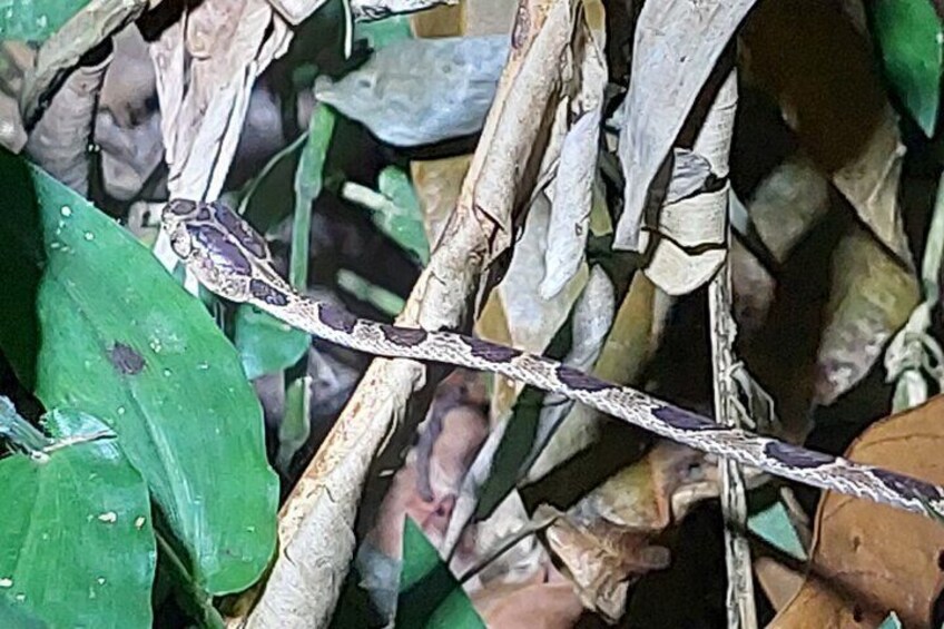 Explore the Dark Side of Nature: Manzanillo Refuge Night Walk