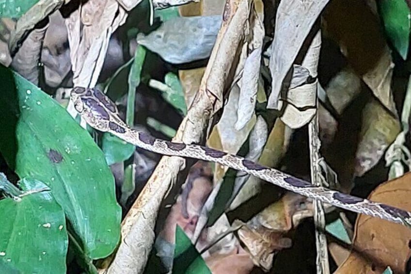 Explore the Dark Side of Nature: Manzanillo Refuge Night Walk