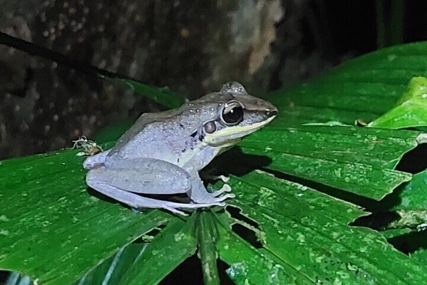 Explore the Dark Side of Nature: Manzanillo Refuge Night Walk