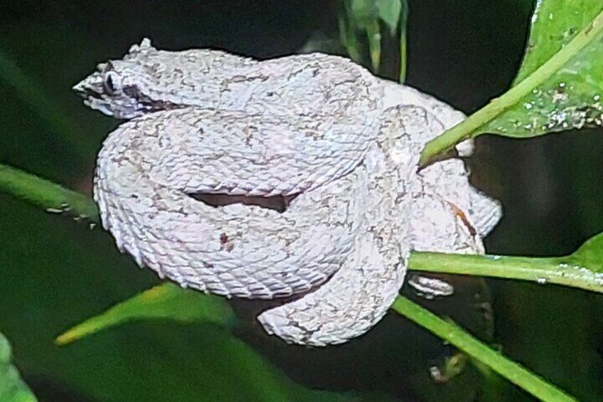 Eye-lashed pit viper