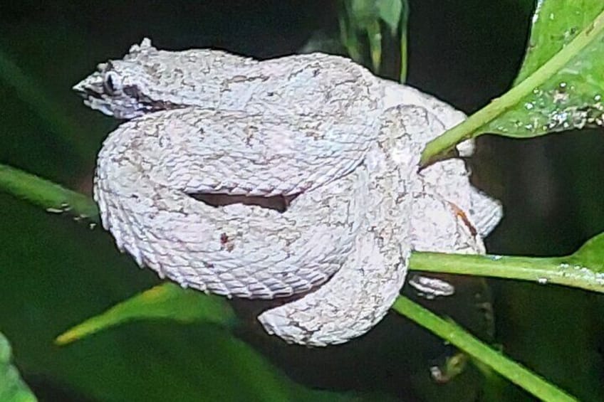 Eye-lashed pit viper