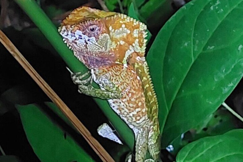 Helmeted basilisk