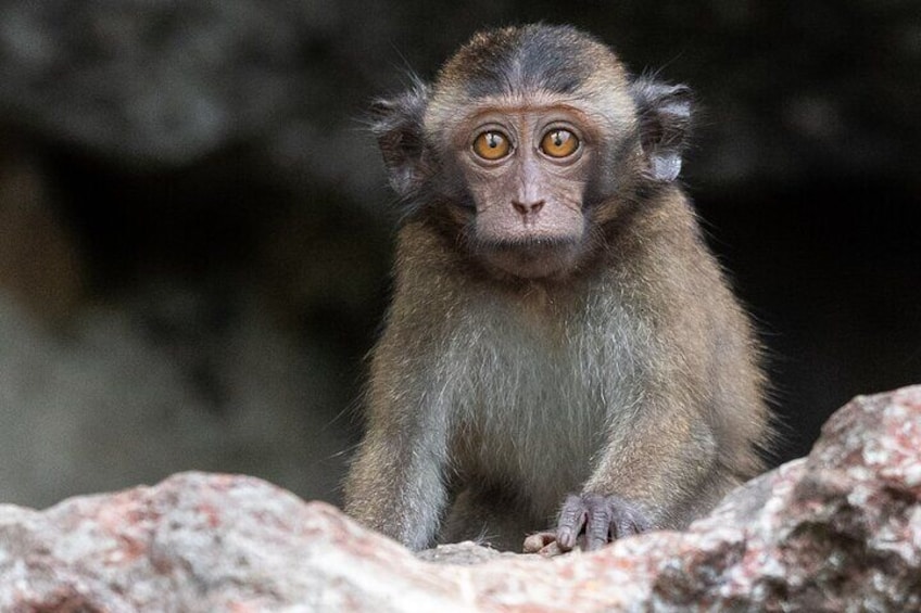 Monkey found at the Panak Cave