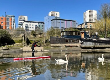 2hr SUP Thames Natural History tour