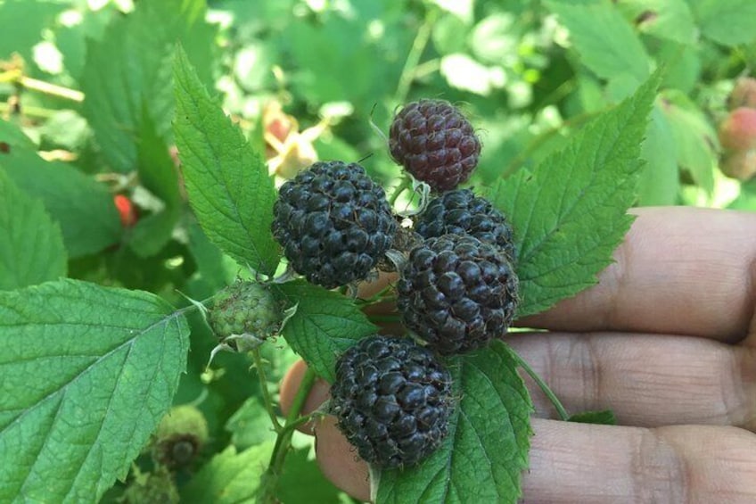 Wild edible berries 
