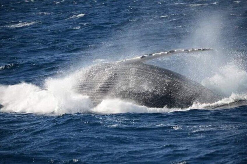 Whale Watching Cruise in New South Wales