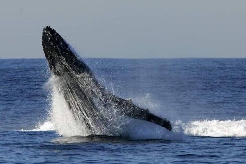 Whale Watching Cruise in New South Wales