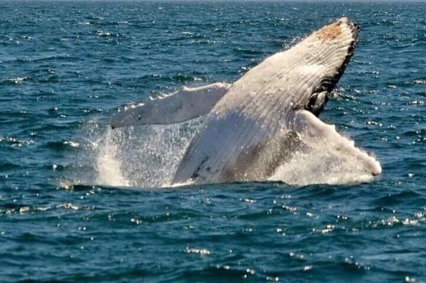 Whale Watching Cruise in New South Wales