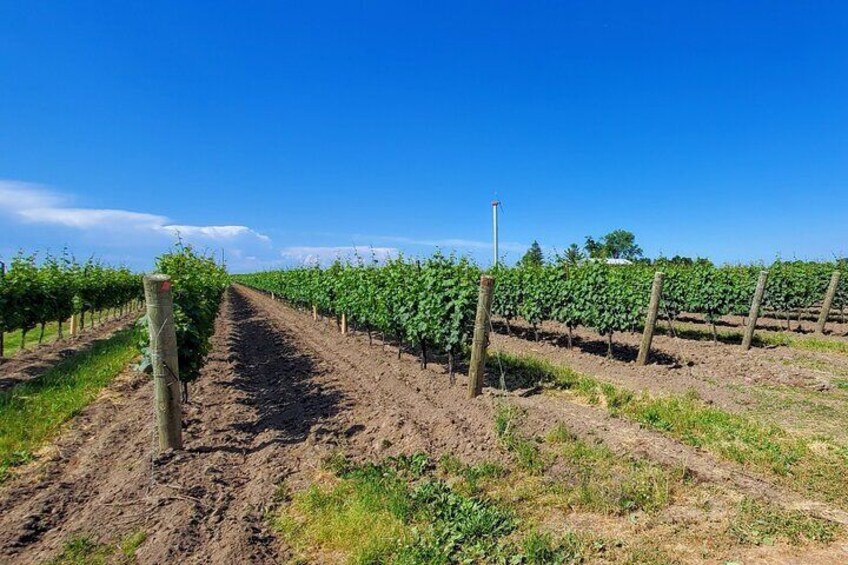 Vineyards @ Between The Lines Winery